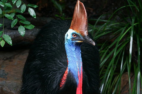 Cape Tribulation, Daintree Rainforest And Wildlife Tour - Hotel QLD 5