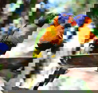 Wildlife Habitat Port Douglas - Hotel QLD