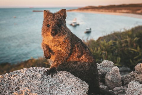 Rottnest Island Roundtrip Fast Ferry From Hillarys Boat Harbour - Hotel QLD 5