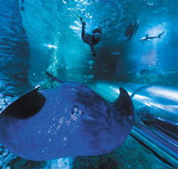 Snorkel with Sharks at AQWA - Hotel QLD
