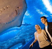 Dive with Sharks at AQWA - Hotel QLD