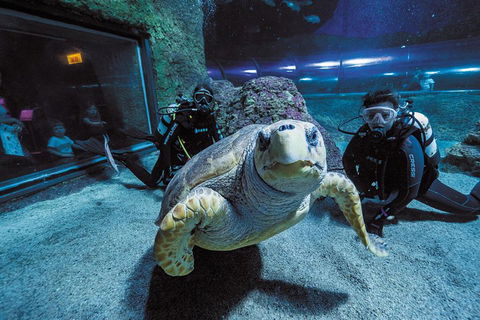 Dive With Sharks At AQWA - Hotel QLD 2