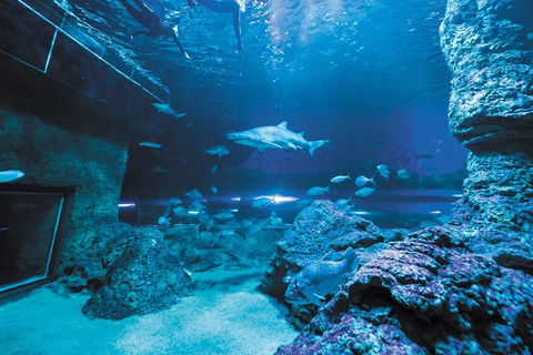 Dive With Sharks At AQWA - Hotel QLD 3