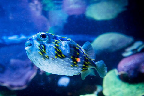 Dive With Sharks At AQWA - Hotel QLD 4