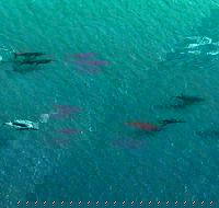 40-45 Minute Port Stephens and Stockton Beach Helicopter Flight - For 2 - Hotel QLD