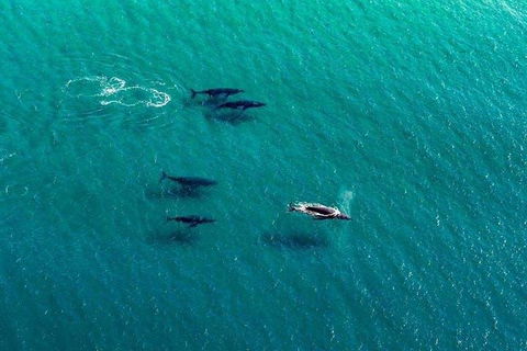 40-45 Minute Port Stephens And Stockton Beach Helicopter Flight - For 2 - Hotel QLD 0