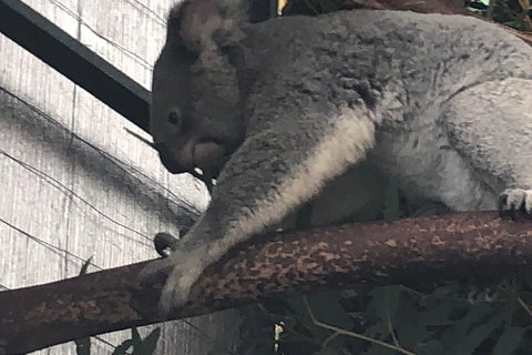 Perth Hills - Wildlife, Art & Gastronomy - Hotel QLD 3
