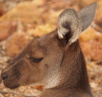 Australian animals Seascape and Sunset Photography Tour - Hotel QLD