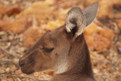 Australian Animals, Seascape And Sunset Photography Tour - Hotel QLD 0