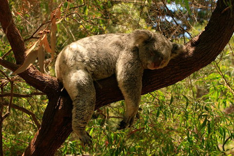 Australian Animals, Seascape And Sunset Photography Tour - Hotel QLD 1
