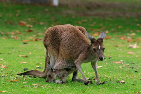 Australian Animals, Seascape And Sunset Photography Tour - Hotel QLD 2