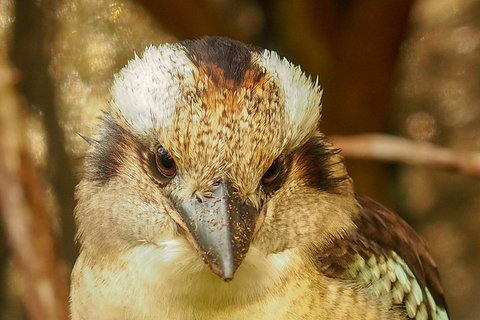 Australian Animals, Seascape And Sunset Photography Tour - Hotel QLD 3