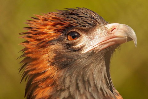 Australian Animals, Seascape And Sunset Photography Tour - Hotel QLD 4