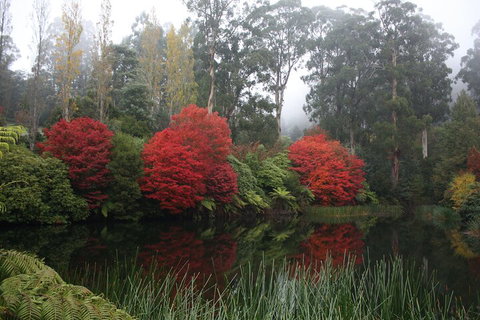 LGBT+ Friendly Full Day Yarra Valley & Dandenong Ranges Private Tour - Hotel QLD 2