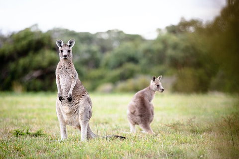 LGBT+ Friendly 3 Day Tour The Grampians, Daylesford & Ballarat - Hotel QLD 2