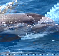 Jervis Bay Dolphin Watch Cruise - Hotel QLD