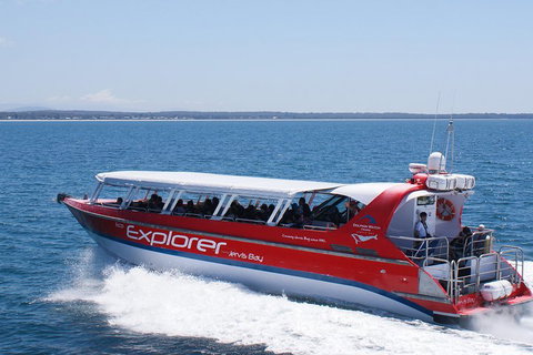 Whale Watching Jervis Bay - Hotel QLD 1