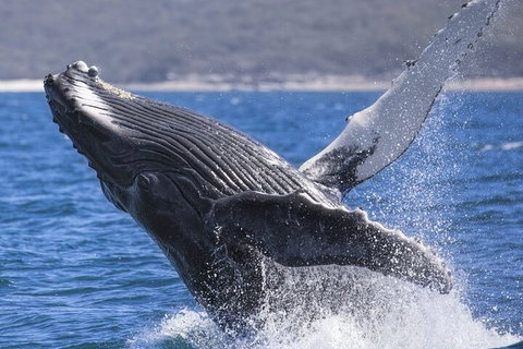 Whale Watching Jervis Bay - Hotel QLD 2