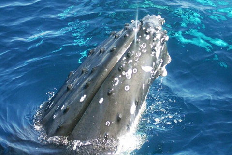 Whale Watching Jervis Bay - Hotel QLD 3