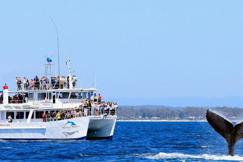 Whale Watching Jervis Bay - Hotel QLD 4