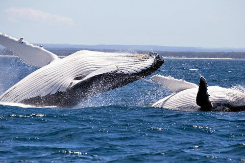 Whale Watching Jervis Bay - Hotel QLD 5