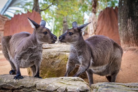 Australia Multi-City Attractions Pass - Hotel QLD 4