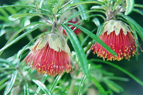 Full-Day Pinnacles Desert And Yanchep National Park Tour From Perth - Hotel QLD 1