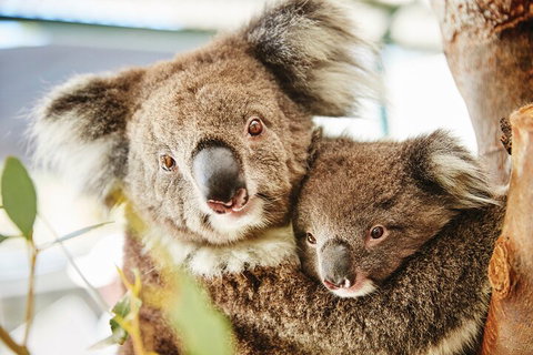Full-Day Pinnacles Desert And Yanchep National Park Tour From Perth - Hotel QLD 5