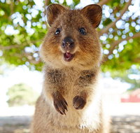 Discover Rottnest with Ferry  Bus Tour from Perth or Fremantle - Hotel QLD