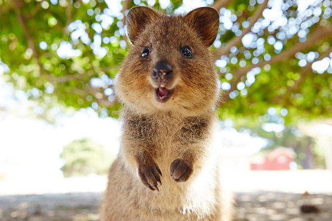Discover Rottnest With Ferry & Bus Tour From Perth Or Fremantle - Hotel QLD 0