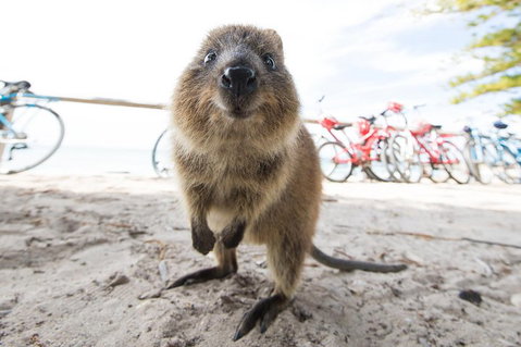 Rottnest Island Round-Trip Ferry From Perth Or Fremantle - Hotel QLD 3
