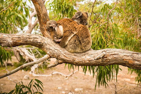 10 Day Perth To Adelaide Private Tour - The Great Australian Wilderness Journey - Hotel QLD 4
