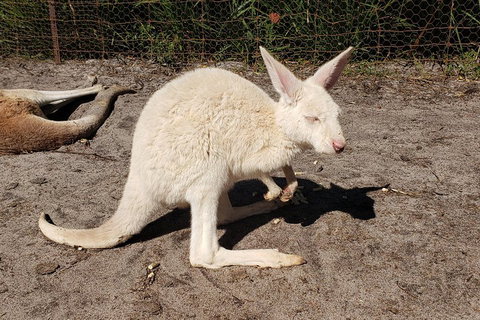 Very Best Of Perth Tour - Wildlife Park & City Highlights Tour - Hotel QLD 3