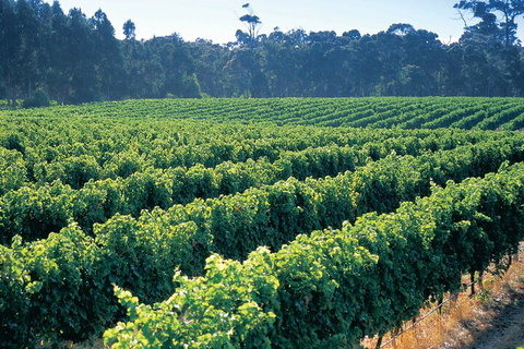 Swan Valley Private Tour - Hotel QLD 1