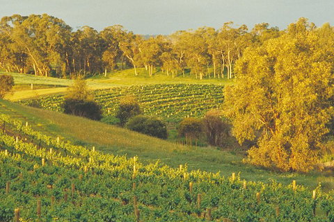Swan Valley Private Tour - Hotel QLD 2