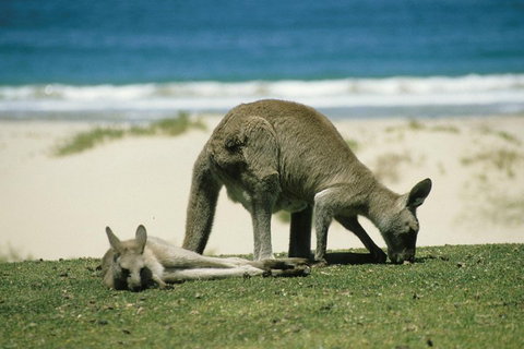 Great Ocean Road Highlights Tour - 2 Days, 1 Night - Hotel QLD 2