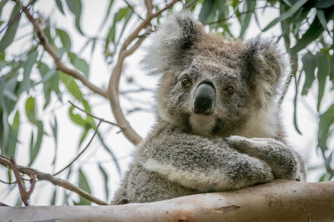 Great Ocean Road & Grampians National Park Tour - 3 Days, 2 Nights - Hotel QLD 2