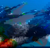 Scuba Dive the S.S. Yongala Wreck on the Great Barrier Reef. - Hotel QLD