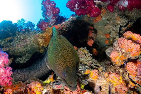 Scuba Dive The S.S. Yongala Wreck On The Great Barrier Reef. - Hotel QLD 1